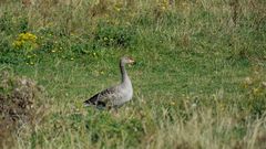 Die Chefgans wacht allein an vorderster Front in den Naturwiesen bei Westkapelle (Zeeland, NL)..