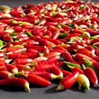 Die Chili-Ernte meines Balkons 2013 (Mi Chili cosecha en el balcón en 2013)