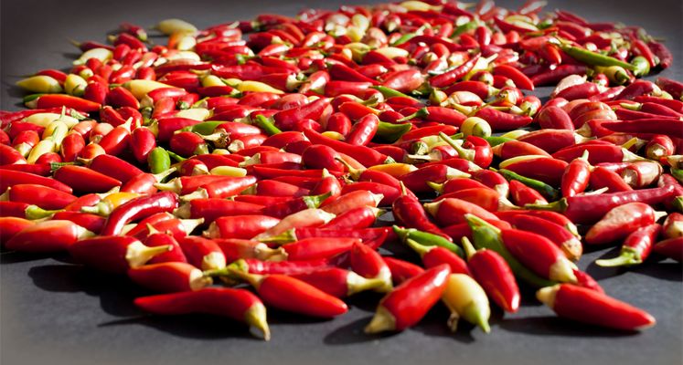 Die Chili-Ernte meines Balkons 2013 (Mi Chili cosecha en el balcón en 2013)