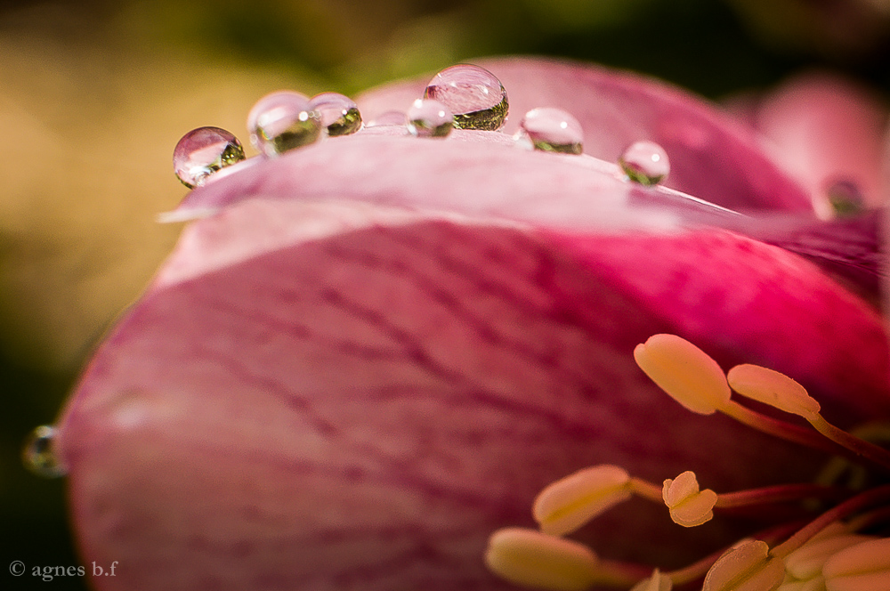 Die Christrose am Morgen