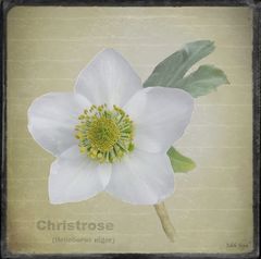 die Christrose