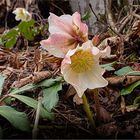 Die Christrose ( Helleborus niger )   . . .