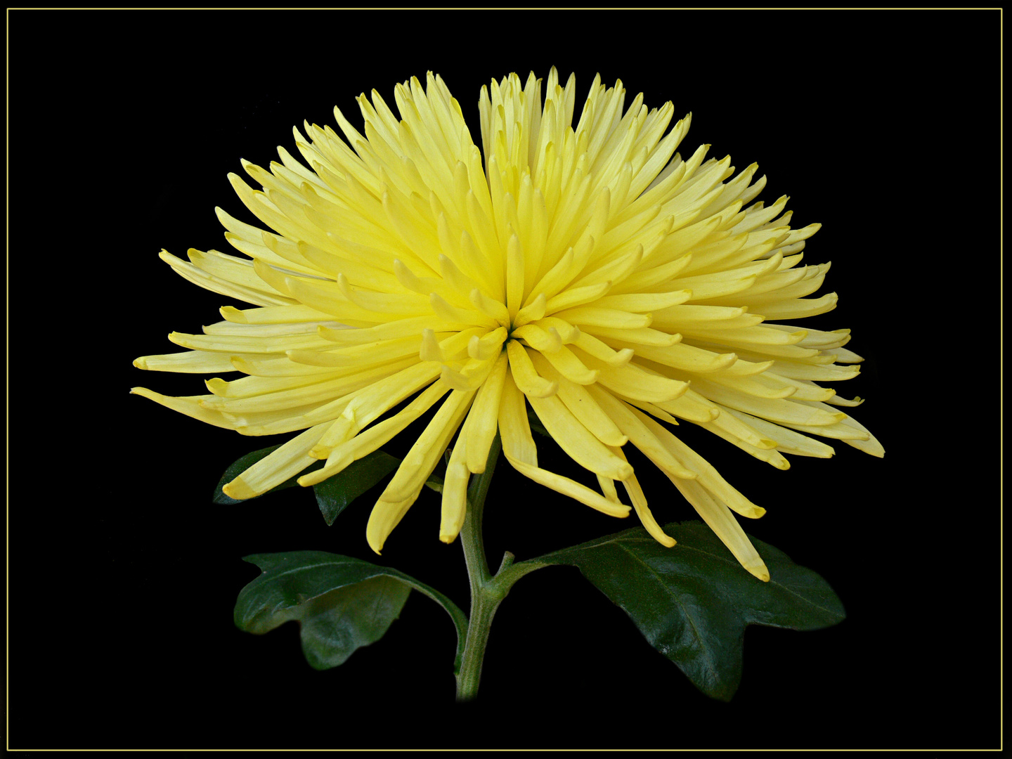 Die Chrysanteme, Blume der Beständigkeit