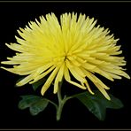 Die Chrysanteme, Blume der Beständigkeit