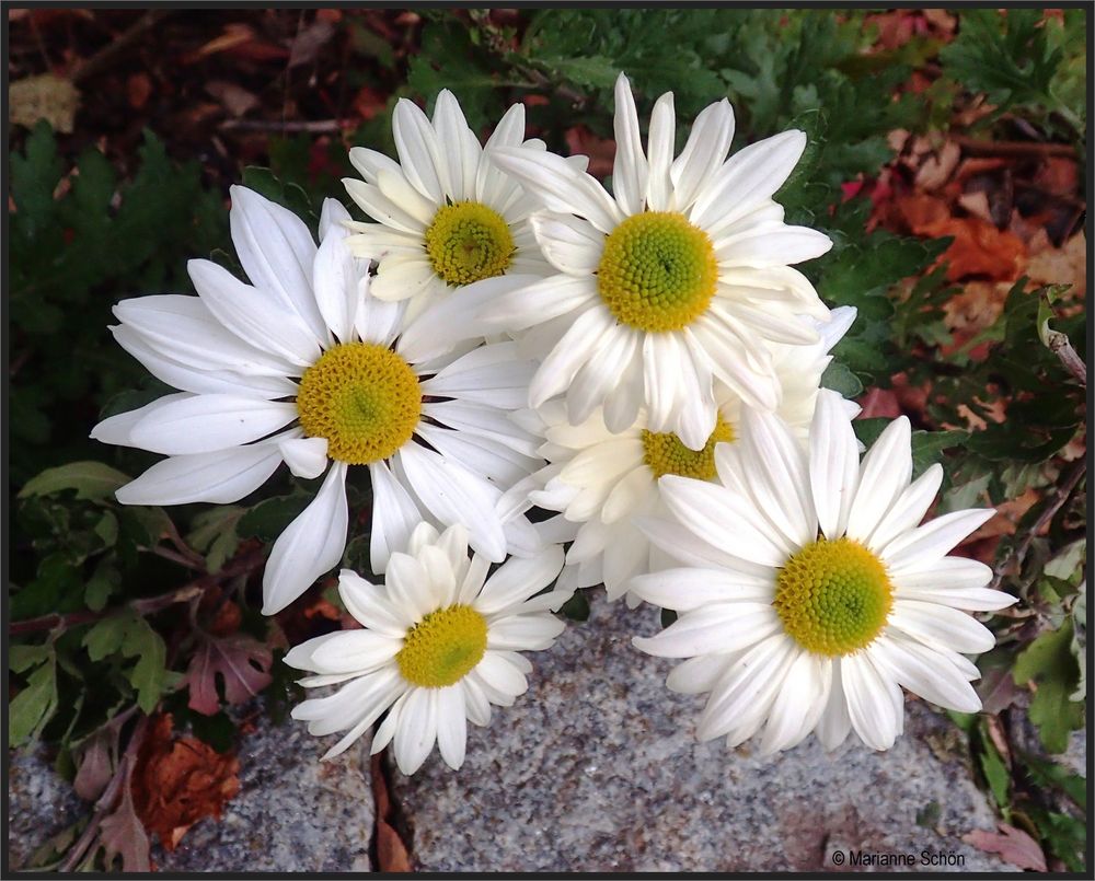  Die Chrysanthemen blühen noch ...