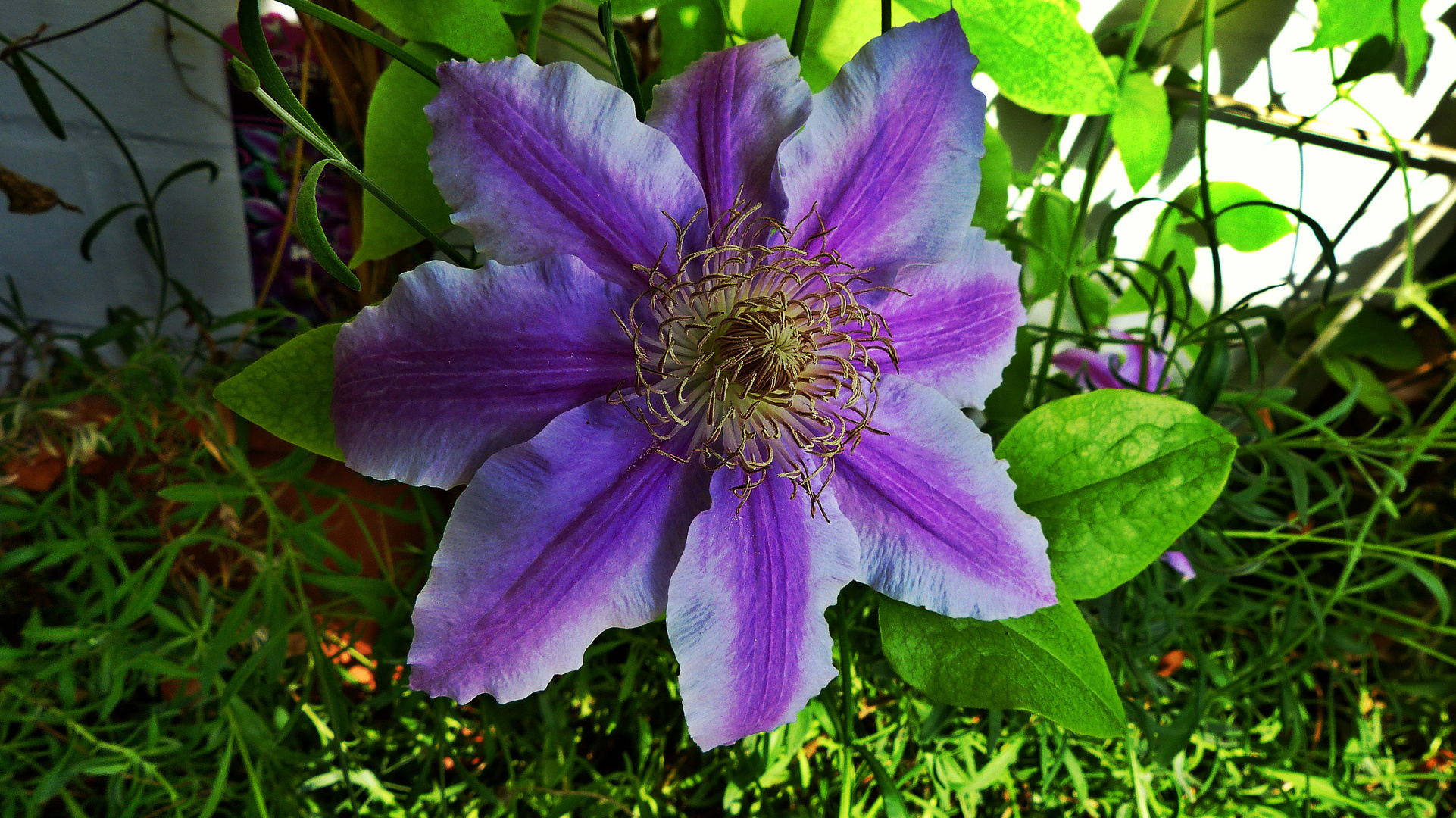 Die Clematis 1