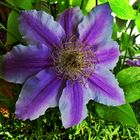 Die Clematis 1