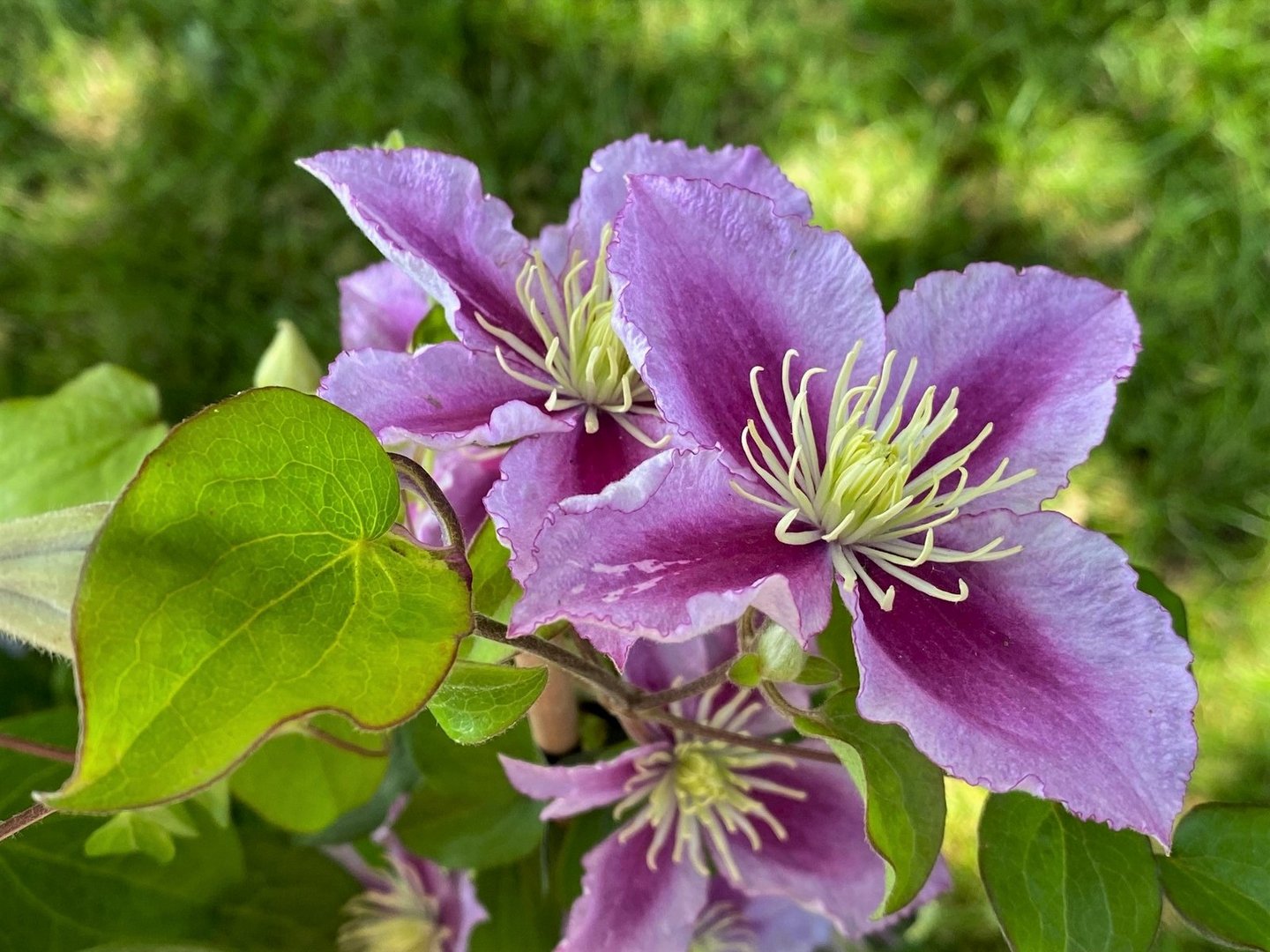 Die Clematis