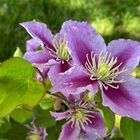 Die Clematis