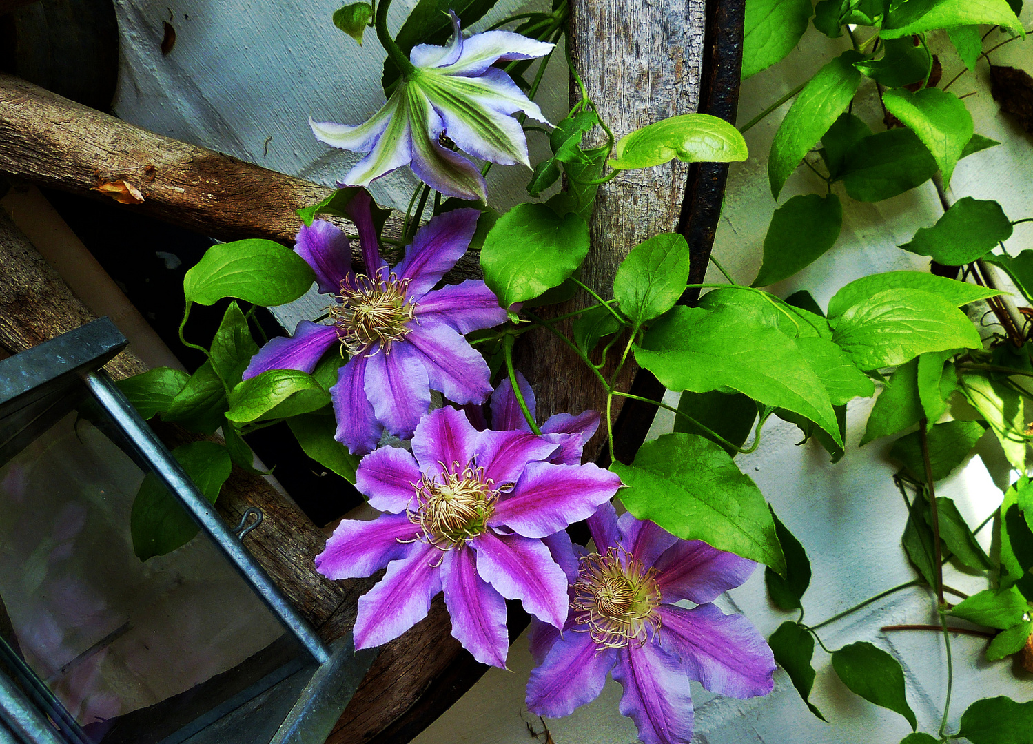 Die Clematis 2