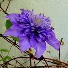 Die Clematis (2)