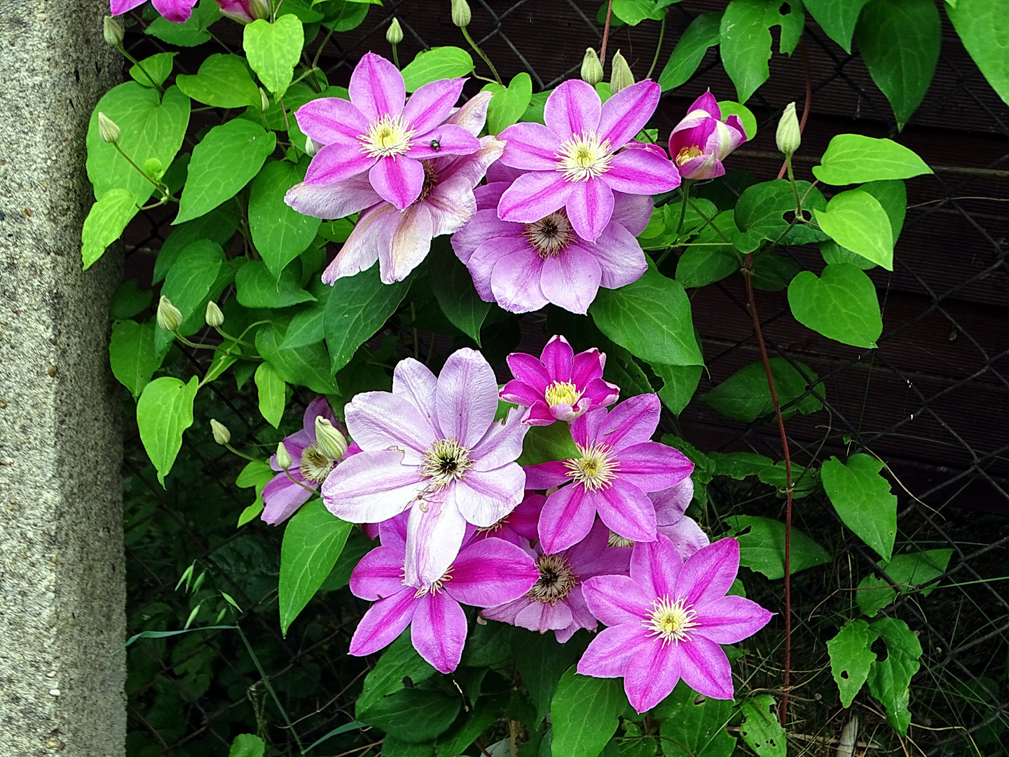 Die  Clematis