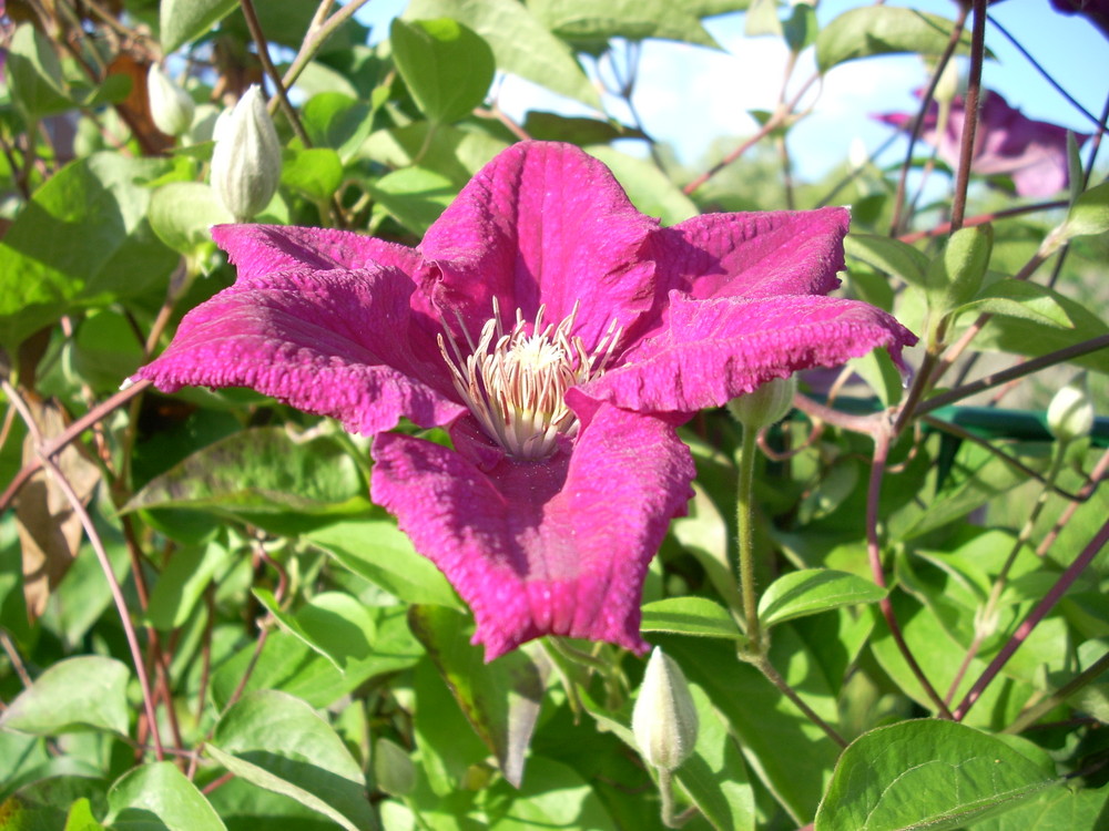 Die Clematis