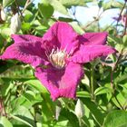 Die Clematis