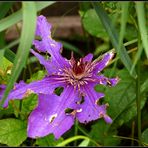 Die Clematis...