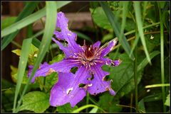 Die Clematis...