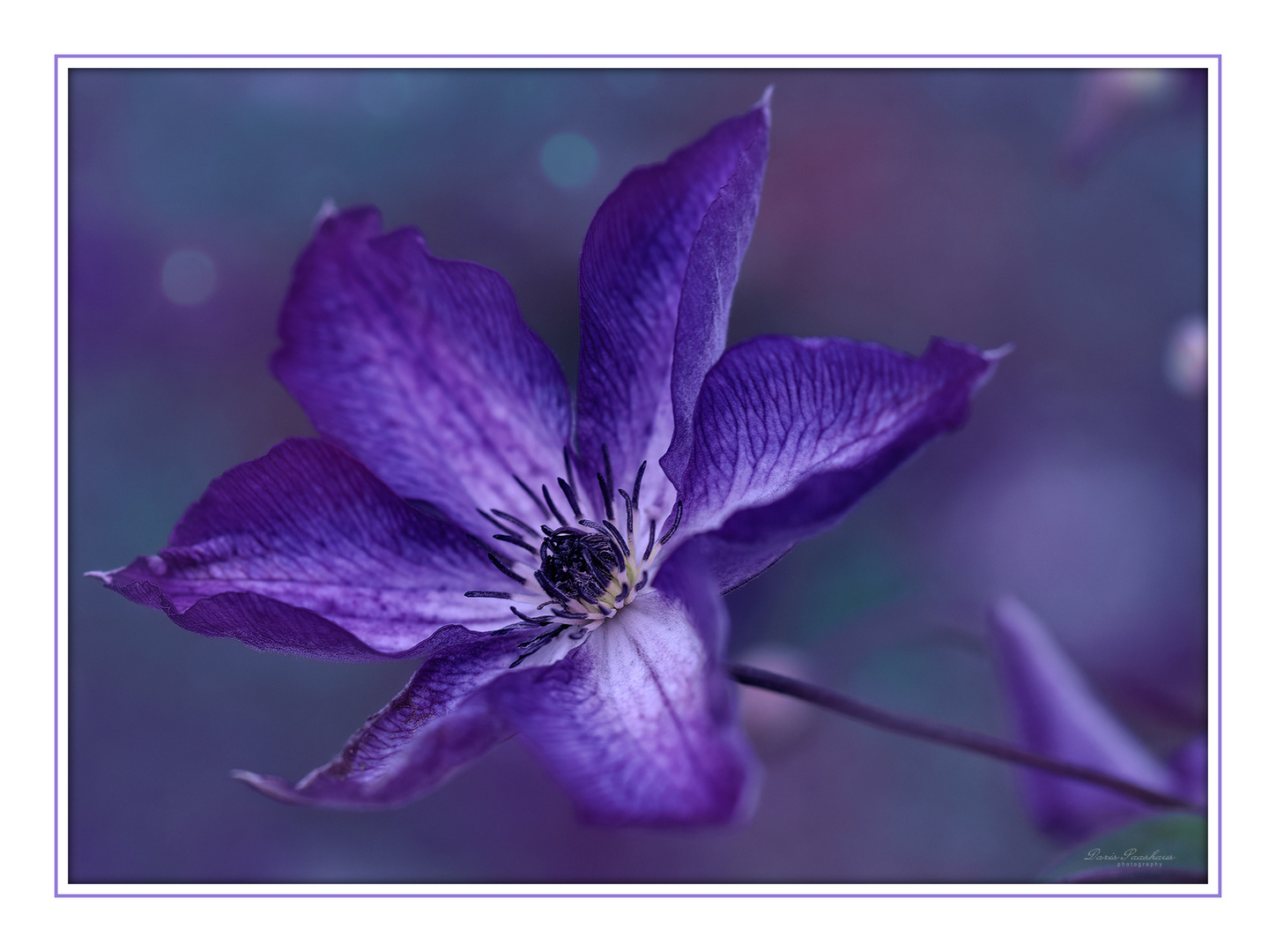 Die Clematis