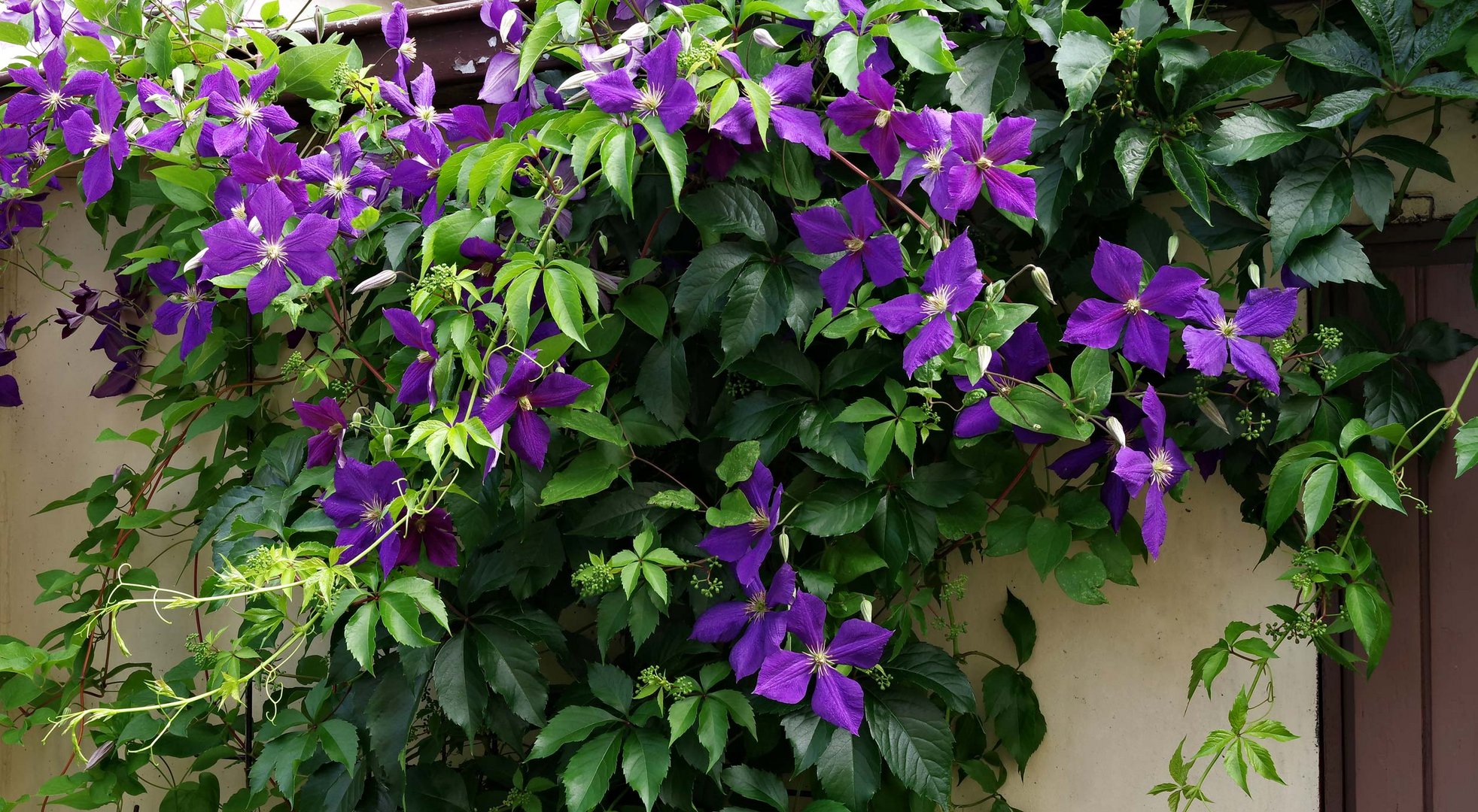 die Clematis...