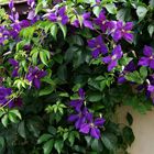 die Clematis...