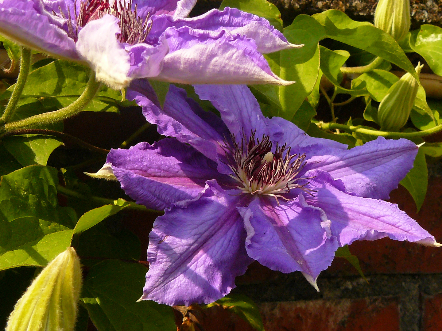 die Clematis blüht