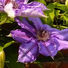 die Clematis blüht