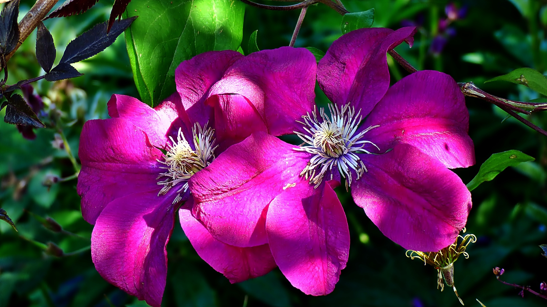 Die ClematisBlüte . . . Foto & Bild pflanzen, pilze & flechten