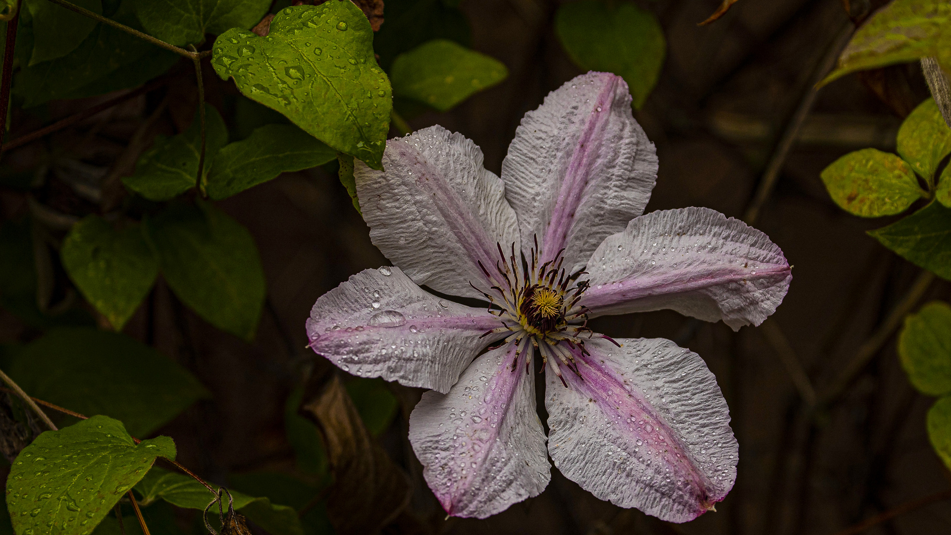 DIE CLEMATIS-BLÜTE ZUM MITTWOCH