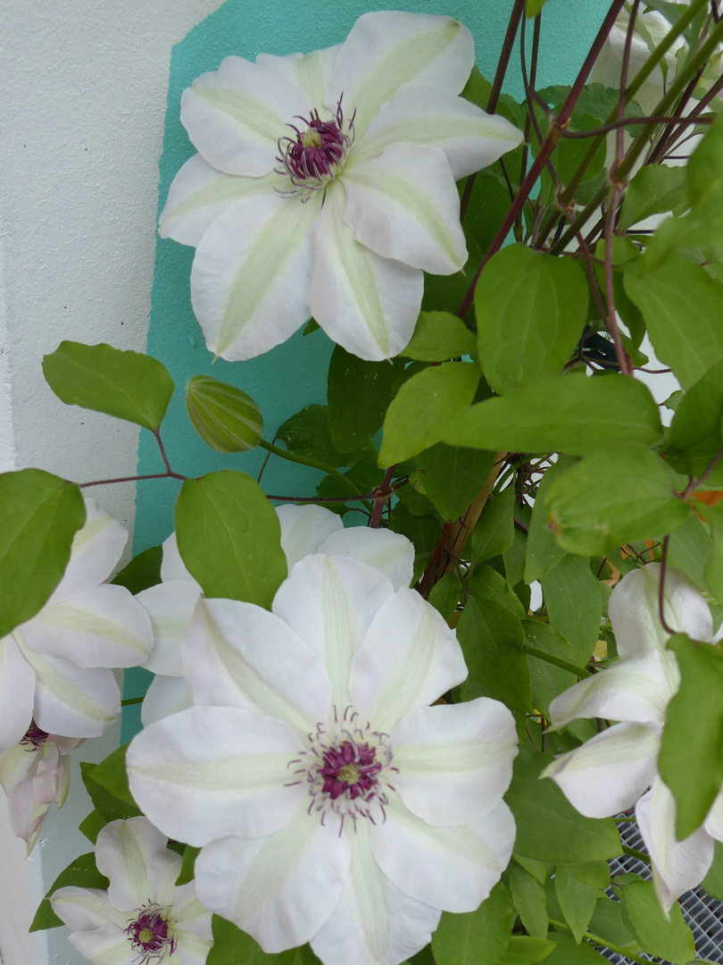 Die Clematis-Blüten....