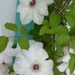 Die Clematis-Blüten....