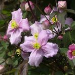 Die Clematis hat heute zu blühen begonnen ...