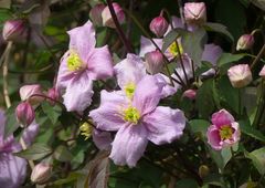 Die Clematis hat heute zu blühen begonnen ...