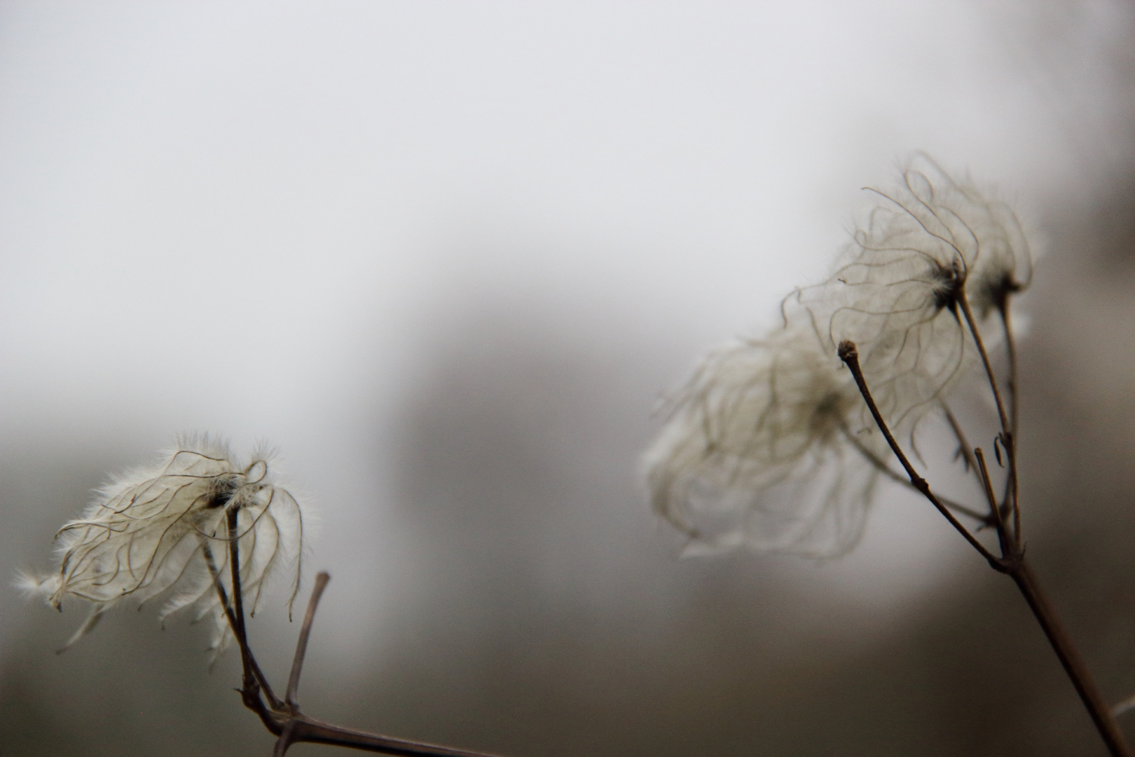 Die Clematis im Januar