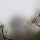 Die Clematis im Januar