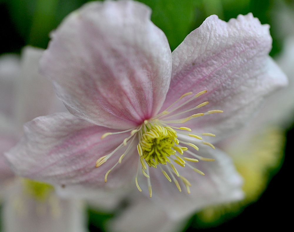 Die Clematis in meinem Garten.