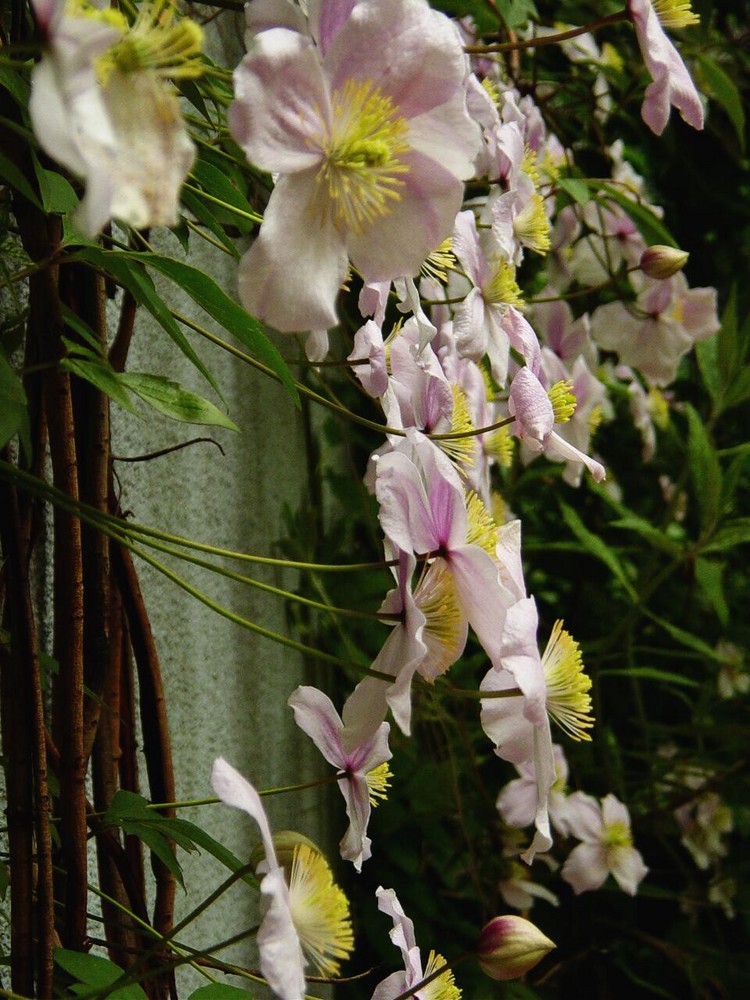 die Clematis in meinem Garten