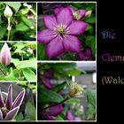 die Clematis (Waldrebe)