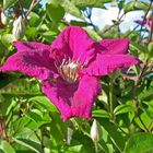 Die Clematis......bea