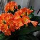 die Clivia