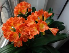 die Clivia