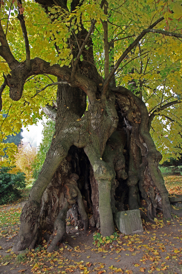 Die Collmer Linde - ältester Baum in Sachsen 3