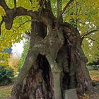 Die Collmer Linde - ältester Baum in Sachsen 3