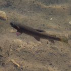 Die Colorado-Cutthroad-Forelle (Oxyrhynchus clarkii pleuriticus)...