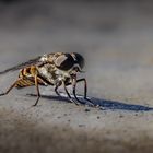  Die Coole mit dem langen Schatten…