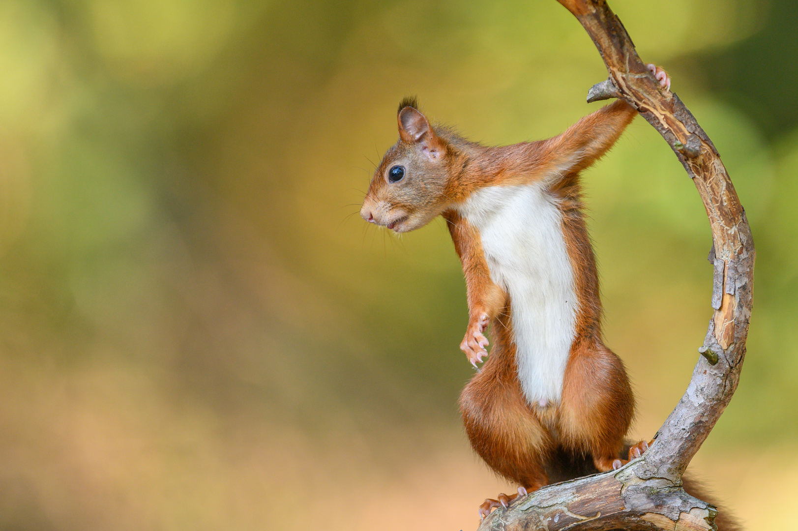 Die coolste Sau im Wald