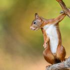 Die coolste Sau im Wald