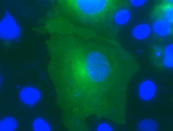 Die COS-7 gefärbten Zellen, blau sind die Kerne