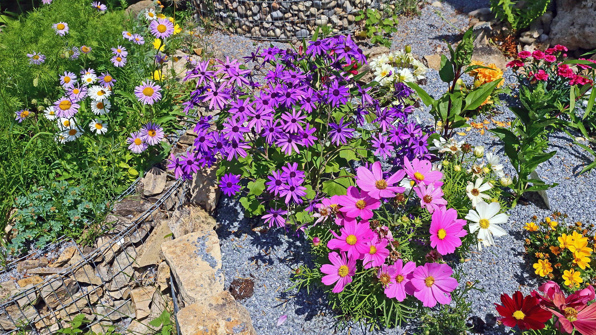 Die Cosmea blühen teilweise jetzt auch noch, die Alpenastern ...