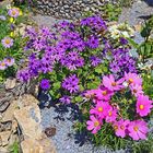 Die Cosmea blühen teilweise jetzt auch noch, die Alpenastern ...