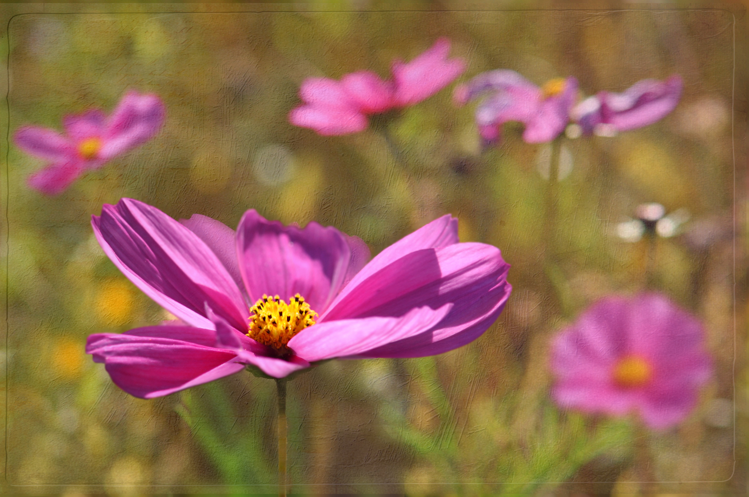 die COSMEA im Wind. .