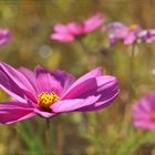 die COSMEA im Wind. .